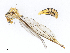  ( - CBG-A14968-G07)  @11 [ ] CreativeCommons - Attribution Share - Alike (2023) CBG Photography Group Centre for Biodiversity Genomics