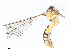  ( - CBG-A14968-G11)  @11 [ ] CreativeCommons - Attribution Share - Alike (2023) CBG Photography Group Centre for Biodiversity Genomics