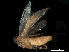  (gelBioLep01 BioLep1598 - BIOUG18276-H07)  @13 [ ] CreativeCommons - Attribution (2020) CBG Photography Group Centre for Biodiversity Genomics