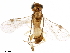  (Phanerotoma alvaroherrerai - BIOUG18290-F11)  @13 [ ] CreativeCommons - Attribution (2017) CBG Photography Group Centre for Biodiversity Genomics