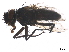  ( - BIOUG18338-F09)  @11 [ ] CreativeCommons - Attribution (2019) CBG Photography Group Centre for Biodiversity Genomics
