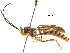  (Labeninae - BIOUG18511-A04)  @15 [ ] CreativeCommons - Attribution (2016) CBG Photography Group Centre for Biodiversity Genomics