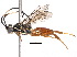  (ichneuMalaise01 Malaise1827 - BIOUG18511-A11)  @15 [ ] CreativeCommons - Attribution (2015) CBG Photography Group Centre for Biodiversity Genomics