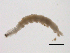  (Hemerodromia sp. BOLDAAF9865 - BIOUG02690-B05)  @12 [ ] CreativeCommons - Attribution (2012) Gillian Martin Centre for Biodiversity Genomics