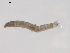  (Symplecta sp. BOLDAAF9014 - BIOUG02697-G02)  @12 [ ] CreativeCommons - Attribution (2012) Gillian Martin Centre for Biodiversity Genomics