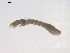  (Simulium sp. BOLDAAA1697 - BIOUG02698-H04_rerun1)  @12 [ ] CreativeCommons - Attribution (2012) Gillian Martin Centre for Biodiversity Genomics