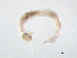  ( - BIOUG03303-B08)  @12 [ ] CreativeCommons - Attribution (2012) Krisselle Rondolo Centre for Biodiversity Genomics
