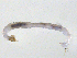  ( - BIOUG03303-G10)  @12 [ ] CreativeCommons - Attribution (2012) Krisselle Rondolo Centre for Biodiversity Genomics