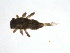  (Serratella sp. BOLDABA7008 - BIOUG02701-D03)  @13 [ ] CreativeCommons - Attribution (2012) Gillian Martin Centre for Biodiversity Genomics