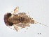 (Leucrocuta sp. BOLDAAC9882 - BIOUG02702-E09)  @13 [ ] CreativeCommons - Attribution (2012) Gillian Martin Centre for Biodiversity Genomics