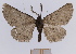  (Nychiodes leviata - SMNS-DNA-46)  @11 [ ] CreativeCommons - Attribution Non-Commercial Share-Alike (2020) Unspecified Staatliches Museum fur Naturkunde, Stuttgart