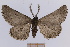  (Nychiodes mirzayansi - SMNS-DNA-52)  @11 [ ] CreativeCommons - Attribution Non-Commercial Share-Alike (2020) Unspecified Staatliches Museum fur Naturkunde, Stuttgart