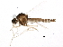  (Forcipomyia murina - BIOUG12235-E12)  @14 [ ] CreativeCommons - Attribution (2014) CBG Photography Group Centre for Biodiversity Genomics