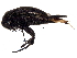  (Mordellistena hirtipes - BIOUG14330-G03)  @14 [ ] CreativeCommons - Attribution (2017) CBG Photography Group Centre for Biodiversity Genomics