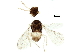  (Encarsia inaron - BIOUG14492-C04)  @14 [ ] CreativeCommons - Attribution (2015) CBG Photography Group Centre for Biodiversity Genomics