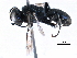  ( - BIOUG14432-C09)  @13 [ ] CreativeCommons - Attribution (2016) CBG Photography Group Centre for Biodiversity Genomics
