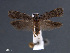  ( - SL0422)  @11 [ ] CreativeCommons - Attribution Non-Commercial Share-Alike (2011) Sangmi Lee Mississippi Entomological Museum