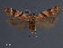  ( - SL0429)  @12 [ ] CreativeCommons - Attribution Non-Commercial Share-Alike (2011) Sangmi Lee Mississippi Entomological Museum