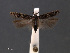  ( - SL0450)  @13 [ ] CreativeCommons - Attribution Non-Commercial Share-Alike (2011) Sangmi Lee Mississippi Entomological Museum