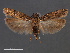  (Chionodes baro - SL0451)  @13 [ ] CreativeCommons - Attribution Non-Commercial Share-Alike (2011) Sangmi Lee Mississippi Entomological Museum