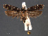  ( - SL0452)  @13 [ ] CreativeCommons - Attribution Non-Commercial Share-Alike (2011) Sangmi Lee Mississippi Entomological Museum