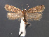  (Chionodes agriodes - SL0454)  @13 [ ] CreativeCommons - Attribution Non-Commercial Share-Alike (2011) Sangmi Lee Mississippi Entomological Museum