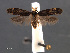  (Chionodes hapsus - SL0457)  @15 [ ] CreativeCommons - Attribution Non-Commercial Share-Alike (2011) Sangmi Lee Mississippi Entomological Museum