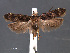  (Chionodes sevir - SL0467)  @14 [ ] CreativeCommons - Attribution Non-Commercial Share-Alike (2011) Sangmi Lee Mississippi Entomological Museum