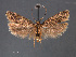  (Chionodes molitor - SL0468)  @14 [ ] CreativeCommons - Attribution Non-Commercial Share-Alike (2011) Sangmi Lee Mississippi Entomological Museum