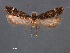  (Chionodes offectus - SL0469)  @13 [ ] CreativeCommons - Attribution Non-Commercial Share-Alike (2011) Sangmi Lee Mississippi Entomological Museum