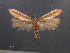  (Chionodes rogator - SL0470)  @12 [ ] CreativeCommons - Attribution Non-Commercial Share-Alike (2011) Sangmi Lee Mississippi Entomological Museum