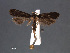  ( - SL0477)  @13 [ ] CreativeCommons - Attribution Non-Commercial Share-Alike (2011) Sangmi Lee Mississippi Entomological Museum