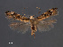  ( - SL0485)  @12 [ ] CreativeCommons - Attribution Non-Commercial Share-Alike (2011) Sangmi Lee Mississippi Entomological Museum