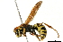  (Polistes bucharensis - BIOUG14518-H03)  @15 [ ] CreativeCommons - Attribution (2019) CBG Photography Group Centre for Biodiversity Genomics