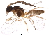  (Binodoxys angelicae - BIOUG14685-B05)  @14 [ ] CreativeCommons - Attribution (2015) CBG Photography Group Centre for Biodiversity Genomics