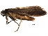  ( - BIOUG24977-D08)  @11 [ ] CreativeCommons - Attribution (2016) CBG Photography Group Centre for Biodiversity Genomics