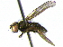  ( - BIOUG04263-A08)  @11 [ ] CreativeCommons - Attribution (2013) CBG Photography Group Centre for Biodiversity Genomics