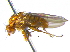  ( - BIOUG04263-B01)  @13 [ ] CreativeCommons - Attribution (2013) CBG Photography Group Centre for Biodiversity Genomics