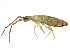 ( - BIOUG04086-G02)  @15 [ ] CreativeCommons - Attribution (2013) CBG Photography Group Centre for Biodiversity Genomics