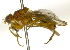  ( - BIOUG04263-C01)  @13 [ ] CreativeCommons - Attribution (2014) CBG Photography Group Centre for Biodiversity Genomics