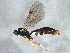  ( - BIOUG04081-D07)  @13 [ ] CreativeCommons - Attribution (2013) CBG Photography Group Centre for Biodiversity Genomics