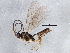  (Stenomacrus affinitor - BIOUG04113-A07)  @14 [ ] CreativeCommons - Attribution (2013) CBG Photography Group Centre for Biodiversity Genomics