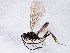  ( - BIOUG04113-F04)  @13 [ ] CreativeCommons - Attribution (2013) CBG Photography Group Centre for Biodiversity Genomics