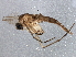  ( - BIOUG04114-F08)  @13 [ ] CreativeCommons - Attribution (2013) CBG Photography Group Centre for Biodiversity Genomics