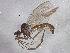  (Bicellaria nigra - BIOUG04114-G11)  @12 [ ] CreativeCommons - Attribution (2013) CBG Photography Group Centre for Biodiversity Genomics