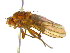  ( - BIOUG04263-G01)  @13 [ ] CreativeCommons - Attribution (2013) CBG Photography Group Centre for Biodiversity Genomics