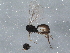  (Gnypetomorpha - BIOUG04115-C08)  @12 [ ] CreativeCommons - Attribution (2013) CBG Photography Group Centre for Biodiversity Genomics