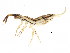  (Orchesellidae - BIOUG04117-C10)  @15 [ ] CreativeCommons - Attribution (2013) CBG Photography Group Centre for Biodiversity Genomics