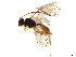  ( - BIOUG04120-A11)  @11 [ ] CreativeCommons - Attribution Share - Alike (2023) CBG Photography Group Centre for Biodiversity Genomics