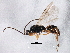  ( - BIOUG04151-B05)  @13 [ ] CreativeCommons - Attribution (2013) CBG Photography Group Centre for Biodiversity Genomics